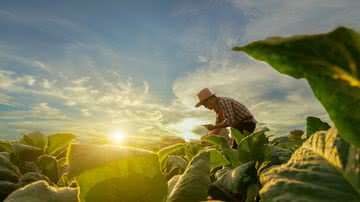 Agricultura é caracterizada pelo cultivo de plantas e vegetais (Imagem: Attasit | Shutterstock)