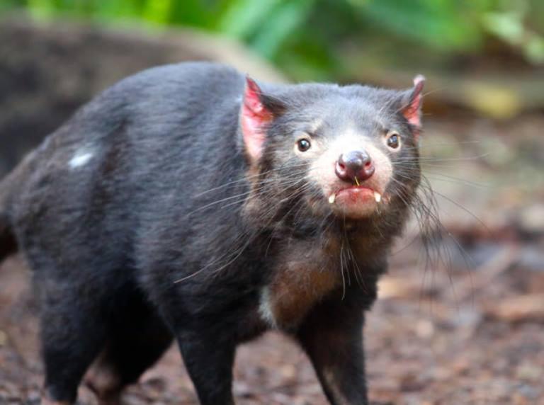 animal diabo-da-tasmânia em seu habitat natural