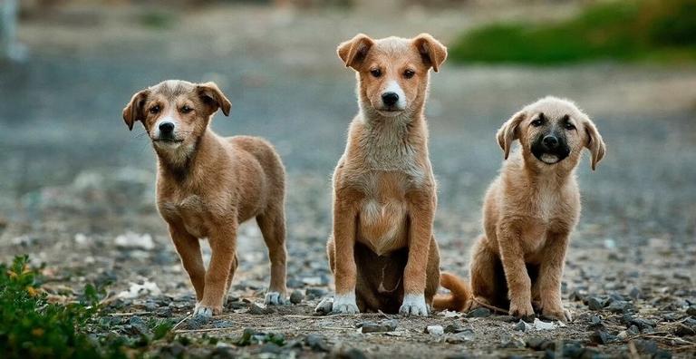 Conheça os nomes de cachorro mais comuns no Brasil| Recreio