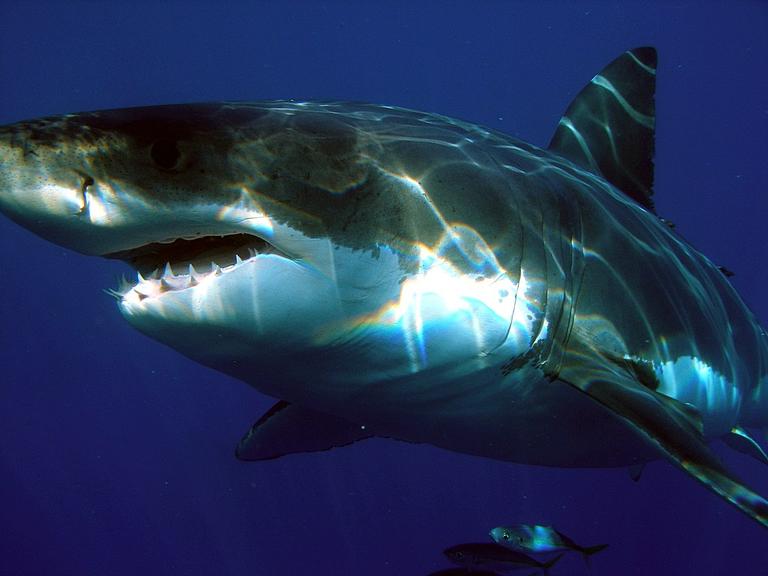 tubarão branco