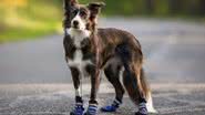 Sapatos protegem as patas dos cachorros - Shutterstock