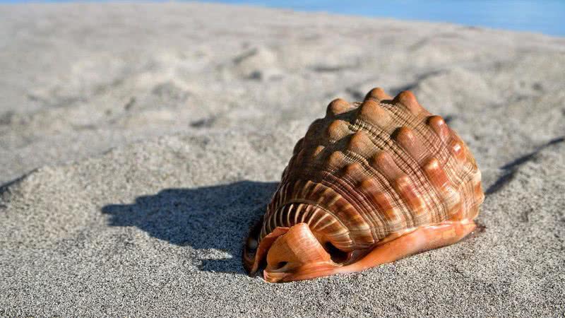 Imagem ilustrativa de uma concha na praia - Pixabay
