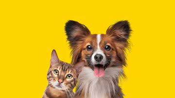 Tanto cães quanto gatos estão sujeitos a picada dos ectoparasitos - Shutterstock