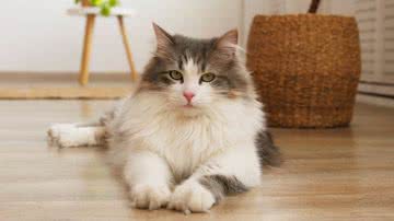 As doenças renais são mais frequentes em gatos - Shutterstock