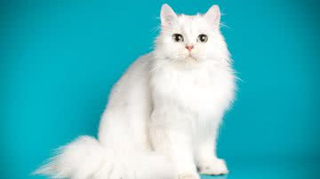 Algumas raças de gatos combinam melhor com a personalidade do tutor - Shutterstock