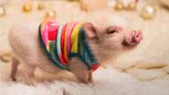 Animais de estimação exóticos estão ganhando o coração das pessoas - Shutterstock