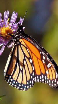 5 fatos curiosos sobre as borboletas