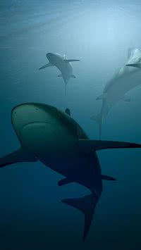 Mitos e verdades sobre os tubarões