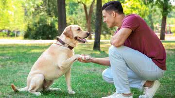 Adestramento ajuda a melhorar a comunicação entre cão e tutor - Shutterstock