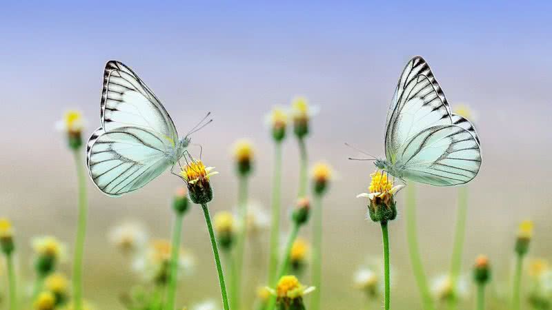 Imagem ilustrativa de uma borboleta - Pixabay