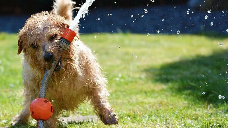 Imagem ilustrativa de um cachorro brincando com mangueira de água no verão - Pixabay