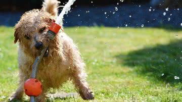 Cachorro brincando com mangueira de água no verão - Pixabay