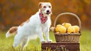 Oferecer frutas que não são digeridas pelo organismo do cão pode afetar a sua saúde - Shutterstock