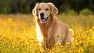 A cinomose pode atingir cães de diversas idades e raças - Shutterstock