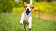 Oferecer momentos felizes aos pets é importante para a saúde mental e física deles - Shutterstock
