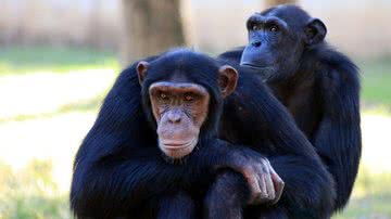 Chimpanzés em seu habitat natural - Pixabay