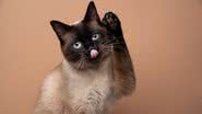 Os gatos siameses são muito ativos e adoram brincar - Nils Jacobi | Shutterstock