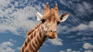 Girafa em seu habitat natural - Pixabay
