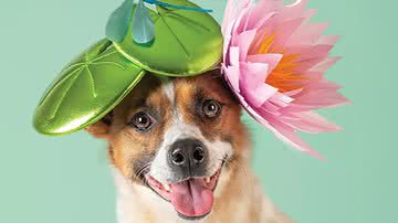 Capa da campanha Haute Dogs Calendar - Divulgação/YOU & THE DOG
