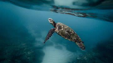 Imagem ilustrativa de uma tartaruga aquática - Pixabay