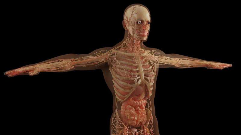 Anatomia do corpo humano - Pixabay