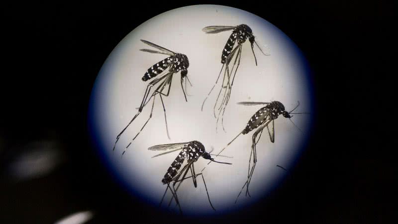 Aedes aegypti - Getty Images