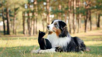 Alimentação correta fornece os nutrientes necessários para cães e gatos (Imagem: Shutterstock)