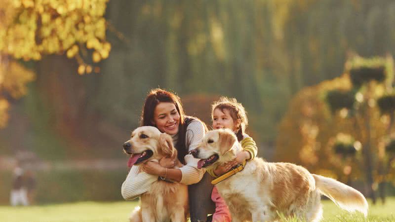 Goldens são ótimos companheiros para família (Imagem: Standret | ShutterStock)