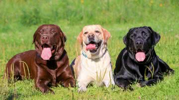 Cachorros de porte grande podem ter uma personalidade mais dócil e afetuosa (Imagem: Rosa Jay | Shutterstock)