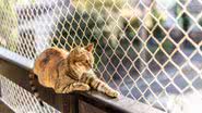 A instalação de telas nas janelas é uma maneira fácil e acessível de proporcionar segurança aos gatos (Imagem: cabuscaa | Shutterstock)