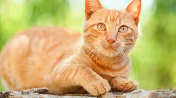 Gatos alaranjados são conhecidos por terem uma personalidade única (Imagem: Ivan Mateev | Shutterstock)
