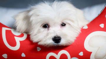 O maltês é um cachorro de pequeno porte (Imagem: Shutterstock)