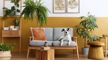 Plantas podem ser perigosas para cães e gatos - Shutterstock