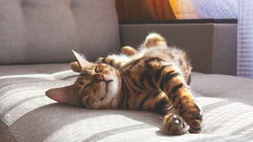 Movimento de "amassar pãozinho" ajuda os gatos a demonstrarem afeto (Imagem: antibydni | Shutterstock)