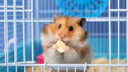 Hamsters são fáceis de alimentar (Imagem: Pixel-Shot | ShutterStock)