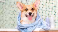 O banho de pets em casa necessita de cuidados (Imagem: Shutterstock)