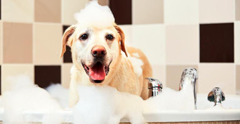 Aprenda a dar banho no seu pet! - Getty Images
