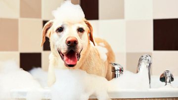 Aprenda a dar banho no seu pet! - Getty Images