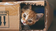 Porque os gatos gostam tanto de caixas? - Reprodução/Getty Images