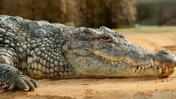 O crocodilo é um dos animais tão antigos quanto os dinossauros - Pixabay