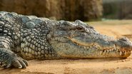 O crocodilo é um dos animais tão antigos quanto os dinossauros - Pixabay