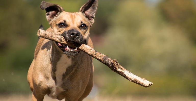Vira-latas são os cães sem raça definida (SRD) - Pixabay