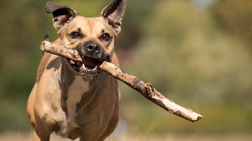 Vira-latas são os cães sem raça definida (SRD) - Pixabay