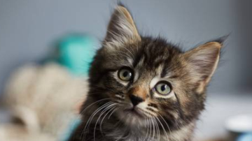 Será que você está pronto para ter um gato? - Reprodução/Getty Images