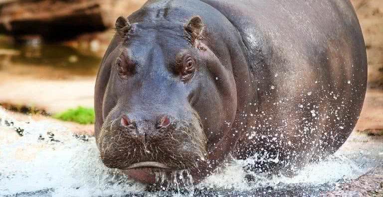 Imagem ilustrativa de um hipopótamo - Pixabay