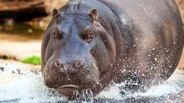 Imagem ilustrativa de um hipopótamo - Pixabay