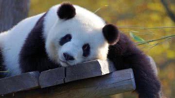 Panda do Zoológico de Pequim, na China - Pixabay