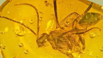 Imagem de vespa preservada em âmbar - Divulgação / Oregon State University