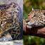 Os felinos leopardo e onça