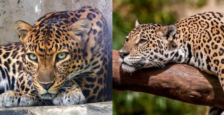 Os felinos leopardo e onça - Wikimedia Commons